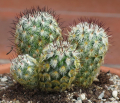 <i>Mammillaria microhelia</i>