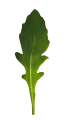 ROQUETTE
