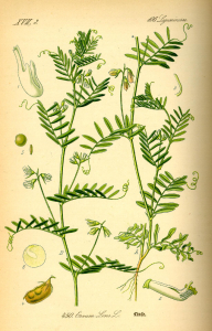 LENTILLE
