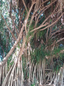 PANDANUS