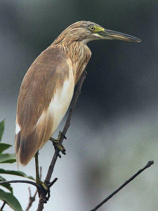 CRABIER