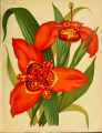 TIGRIDIA