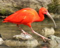 IBIS