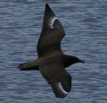 SKUA