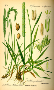 FLÉOLE