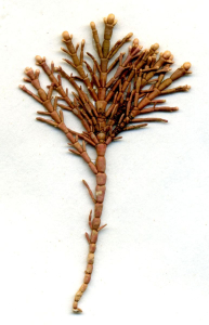 CORALLINE