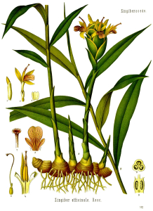 GINGEMBRE