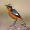 Image Muscicapidae