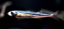 Image prêtre