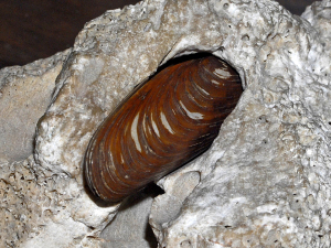 LITHODOME