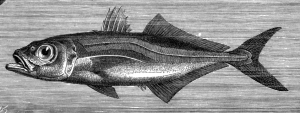 SAUREL
