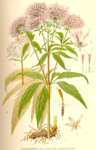 EUPATOIRE
