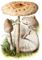 COULEMELLE