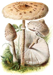 COULEMELLE