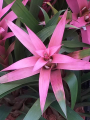 BILLBERGIA