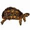 Logo Tortues
