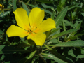 LUDWIGIA