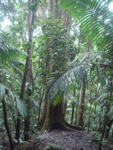 BALATA