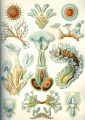 ECTOPROCTE