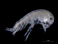 AMPHIPODE