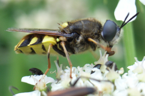 STRATIOMYS