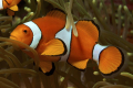 AMPHIPRION