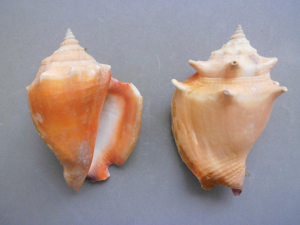 STROMBE