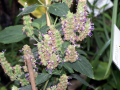PATCHOULI