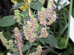 PATCHOULI