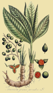 MANIGUETTE
