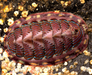 POLYPLACOPHORE