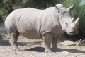 RHINOCÉROS