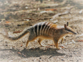 NUMBAT