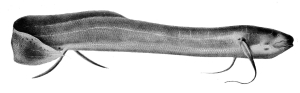 PROTOPTÈRE