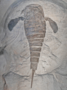 GIGANTOSTRACÉ