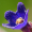 Image Boraginaceae