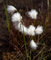 LINAIGRETTE