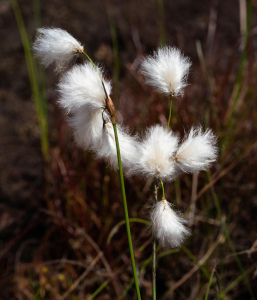 LINAIGRETTE