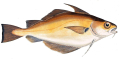TACAUD