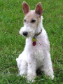 FOXTERRIER