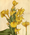 HÉDYCHIUM