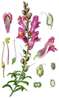 MUFLIER