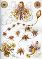 HYDROZOAIRE