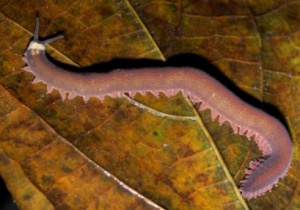 ONYCHOPHORE