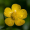 Image Ranunculaceae