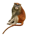 PATAS