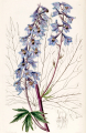 DELPHINIUM
