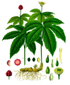 HYDRASTIS