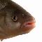 Logo Cypriniformes