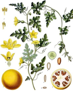 COLOQUINTE